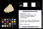 Foto (Objekt + Etiketten) von Goniodromites bidentatus (Reuss, 1858) 